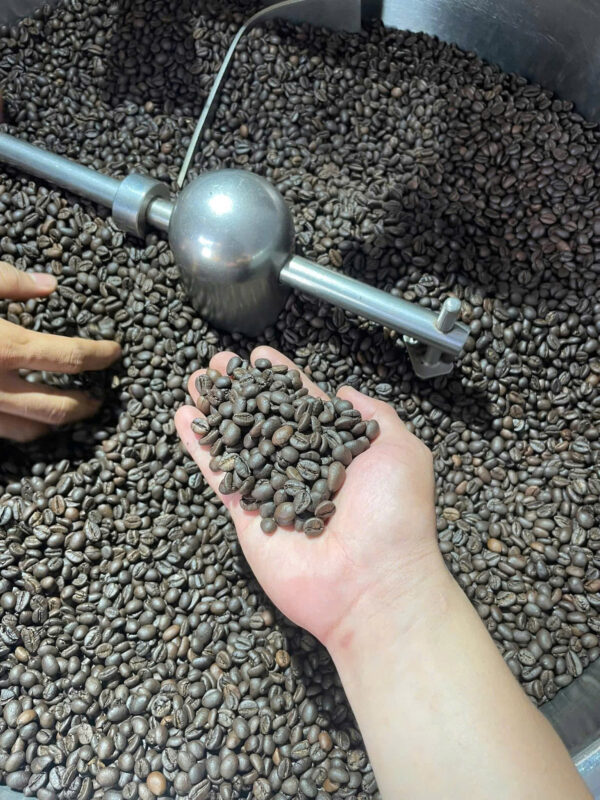 ROBUSTA1