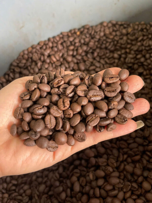 ROBUSTA3A